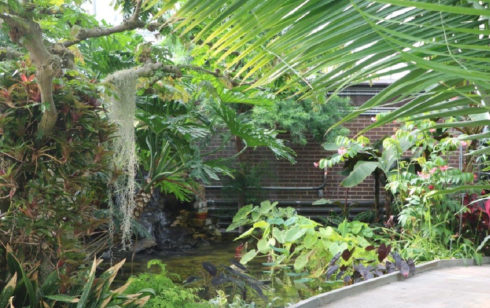 Green tropical plants inside Brookside Gardens’ conservatory.