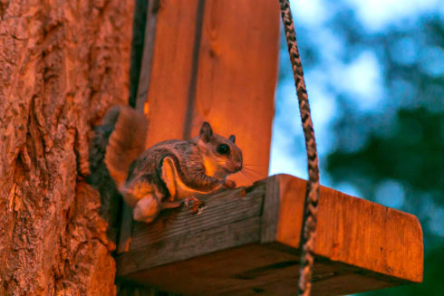 Flying squirrel sits on side of wooden box hanging from a tree trunk.