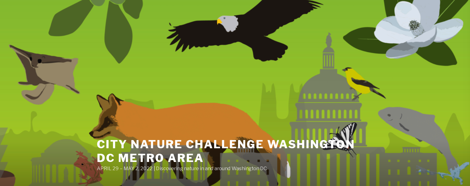 Graphic of City Nature Challenge DC