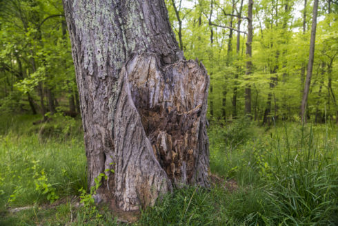 A heart formation on a tree trunk.