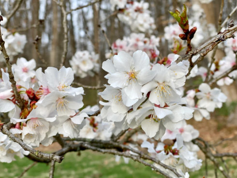 White cherry blossoms at Brookside Gardens. 