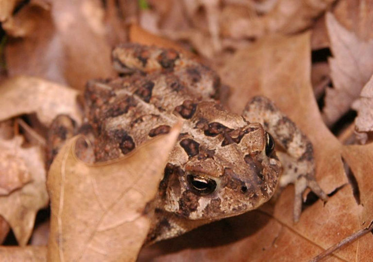 A toad hides among brown leaves.