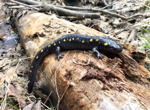 A spotted salamander on a log.