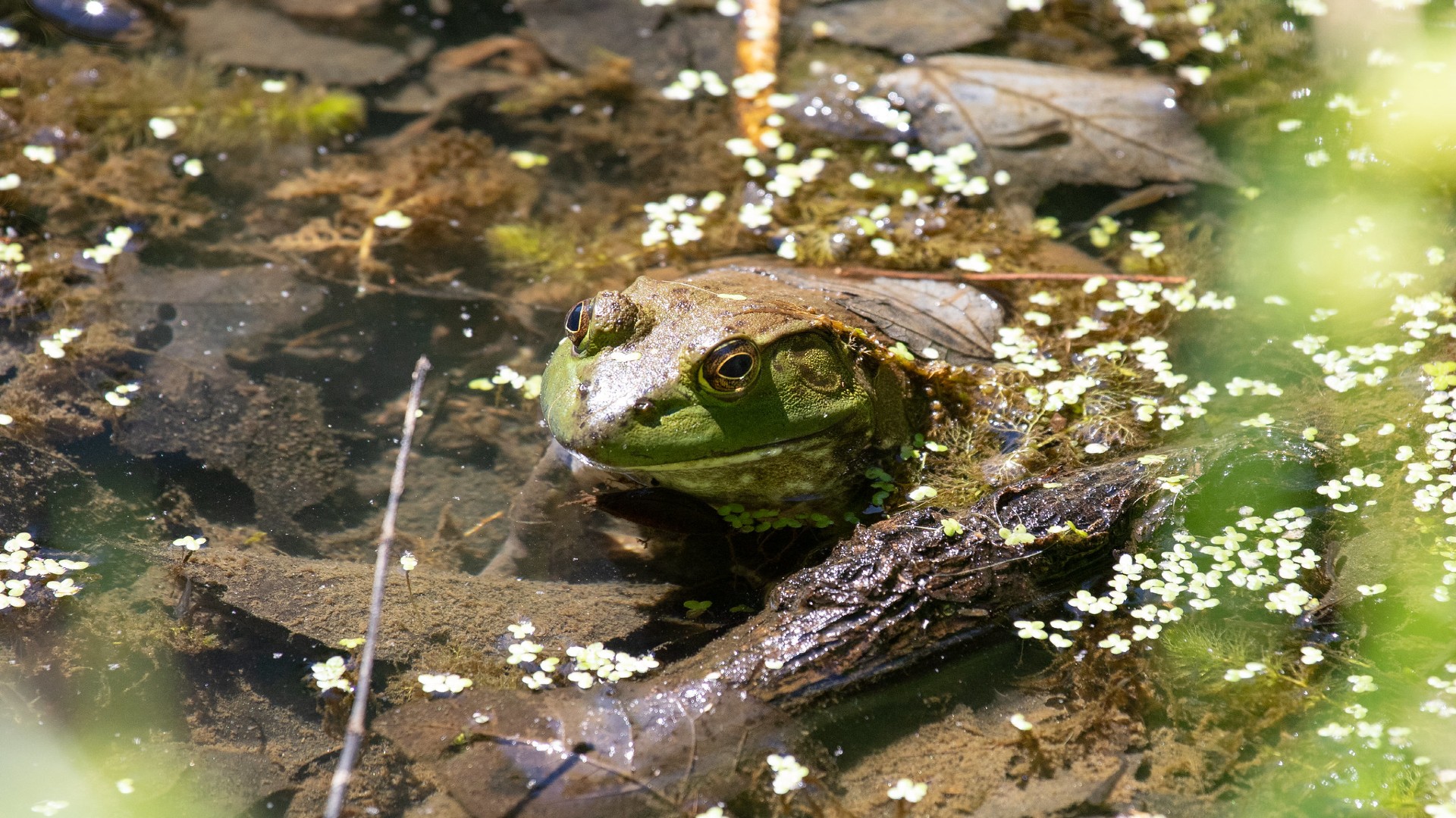 A bullfrog sits in a pond covered by some tree blossoms