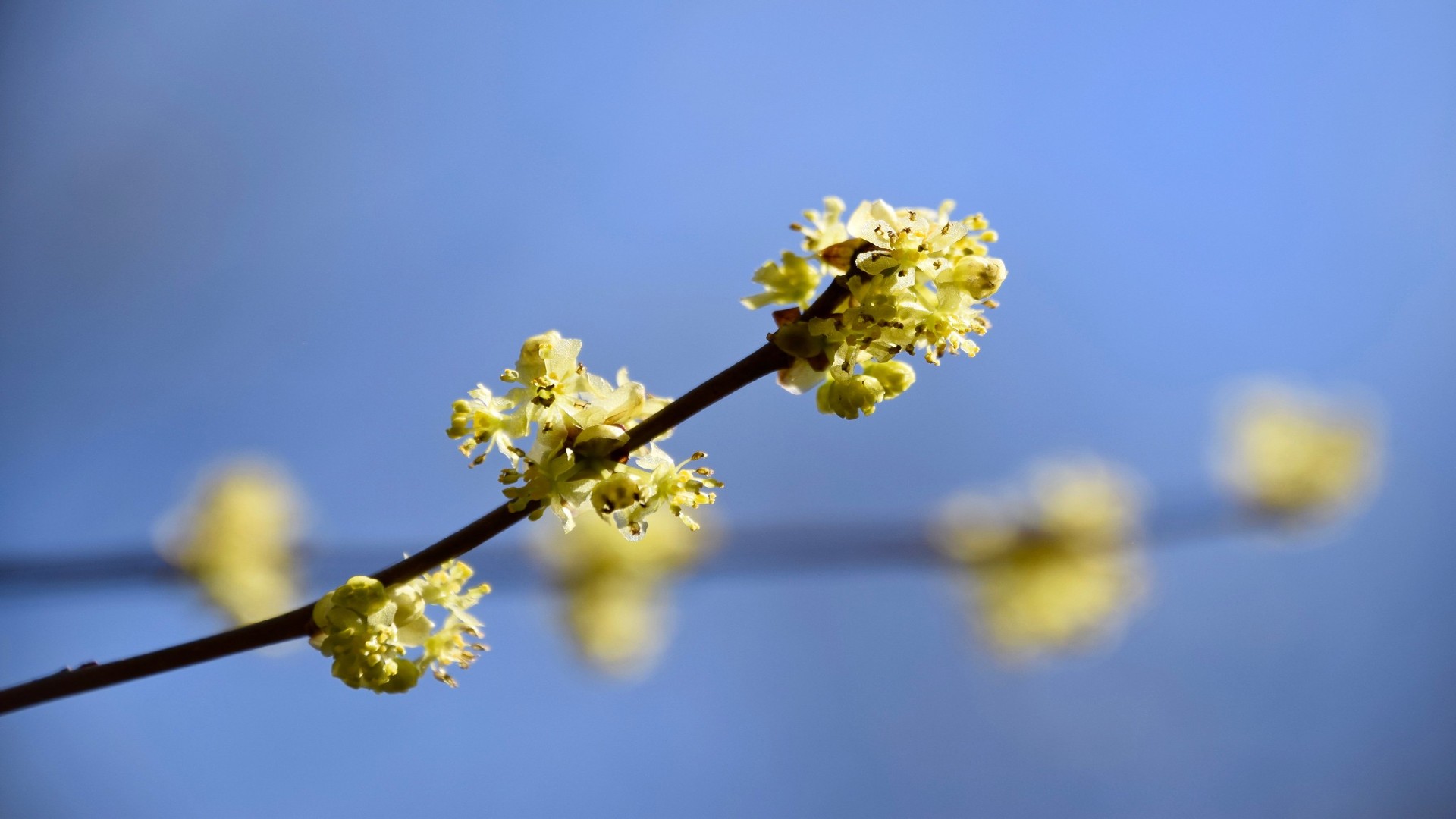The yellow flowers of a northern spicebush are blooming
