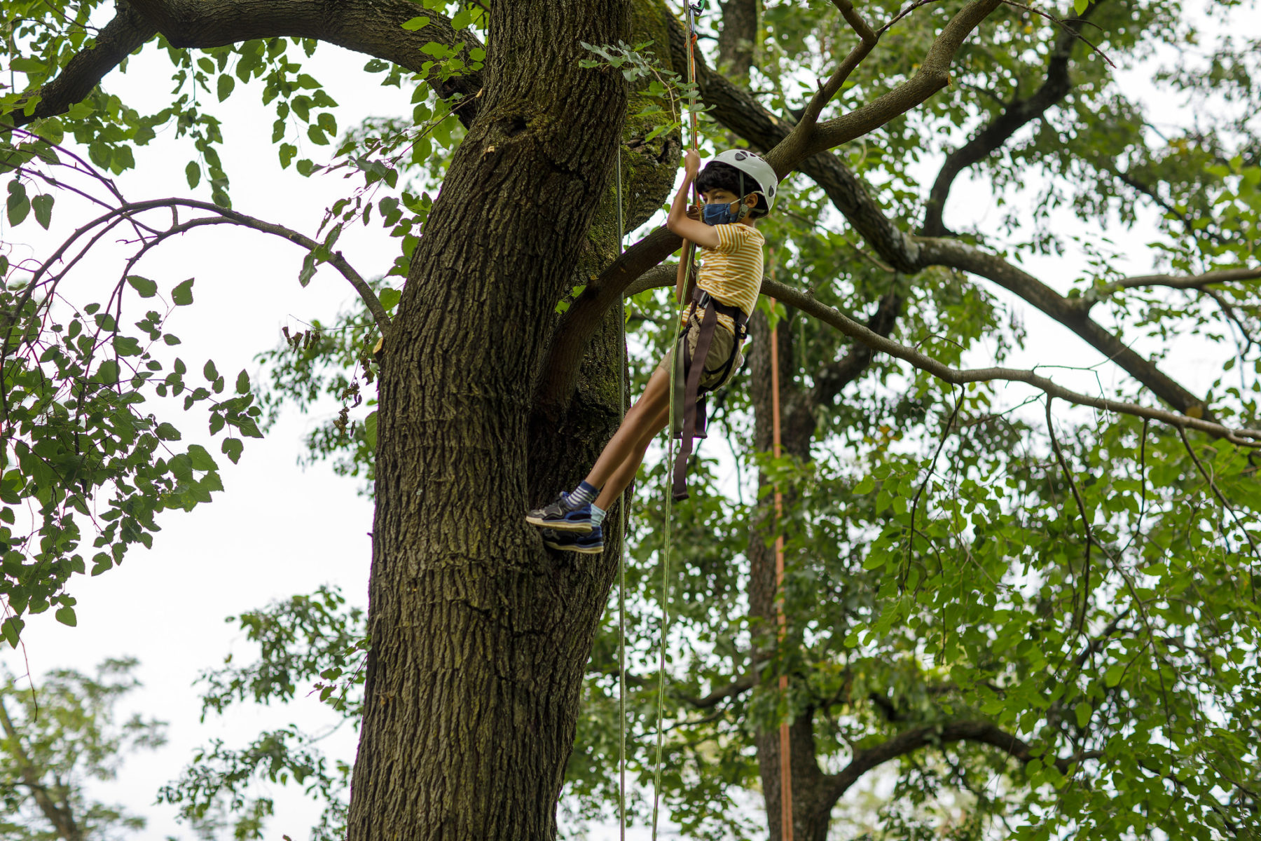 A child participates in a rope assisted tree climbing
