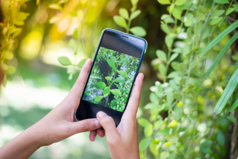 Two hands hold a smart phone and take a photo of plants in front of it.