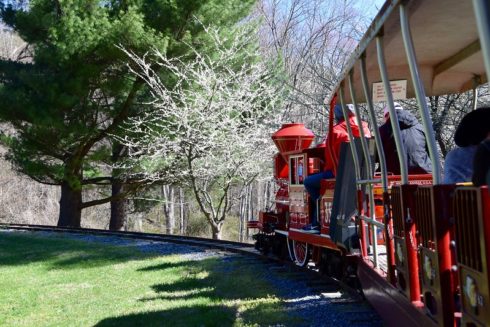 The miniature red train at Wheaton Train and Carousel goes around a bend. There is a white redbud tree next to two pine trees as the engine comes around the curve. 