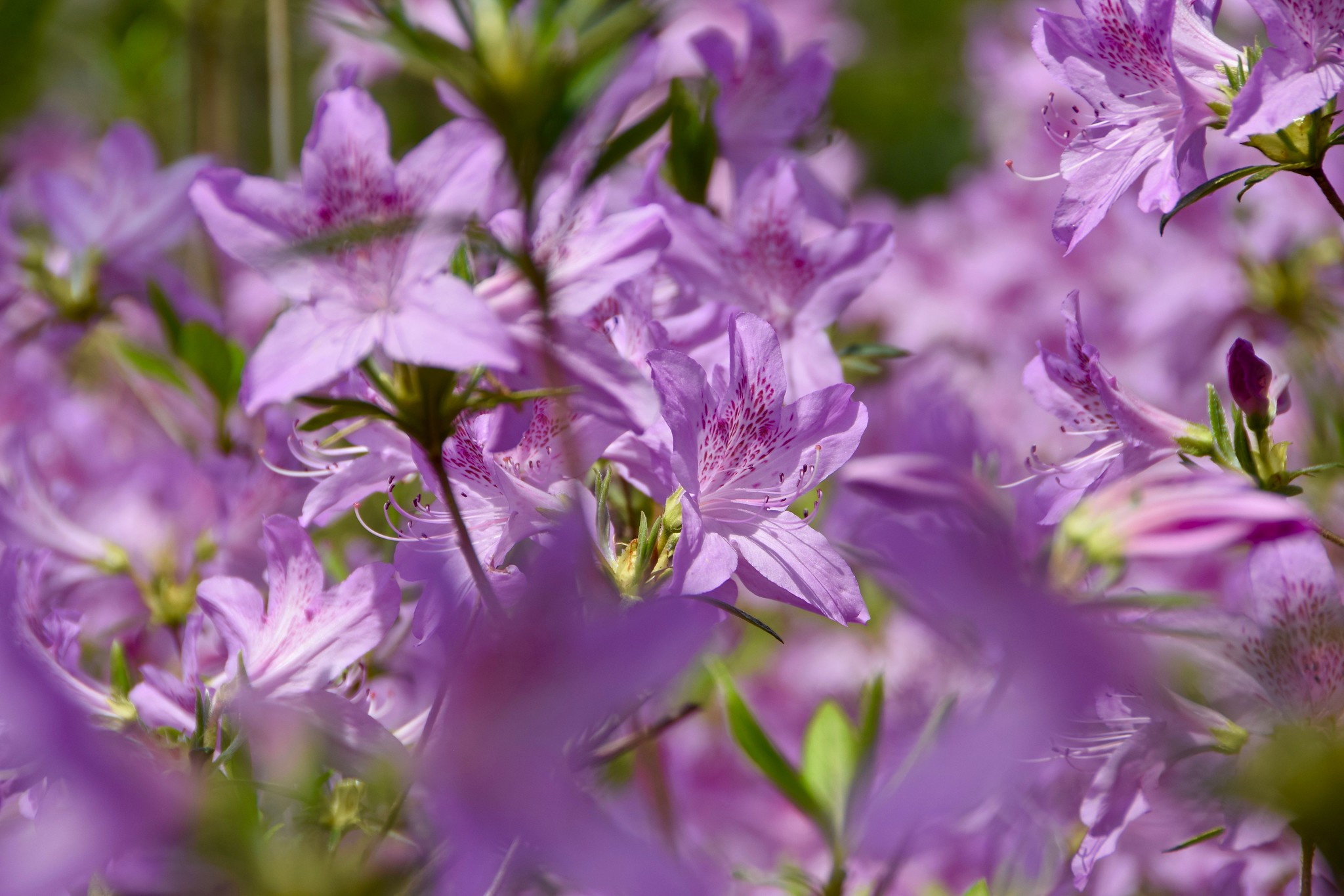 Mother s Day Activities In Montgomery Parks This Weekend The MoCo Show
