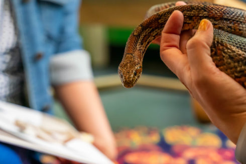A hand holds a snake. There is person in the background with an open book.