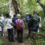Underground Railroad Hike – Woods – Old Tree – June 2022