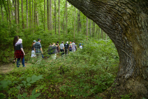A line of people hiking on a path through a wooded area. There is a large tree on the right side of the photo.