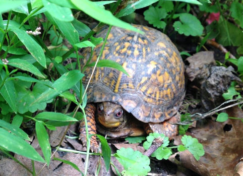 A box turtle hides in tall grass.