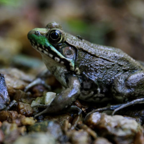 A green frog sits in a space covered with lots of pebbles.