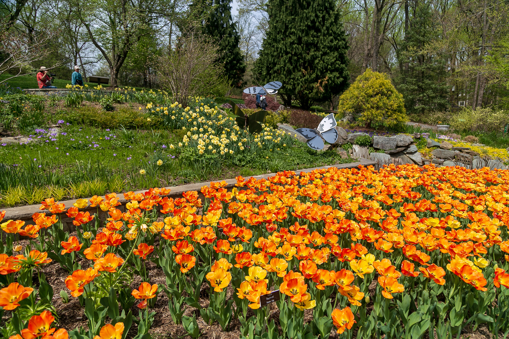 Garden with yellow and orange flowers