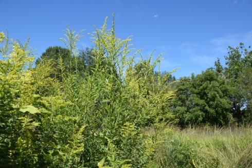 Goldenrod in bloom and other plants at the meadow at Black Hill Visitor Center.