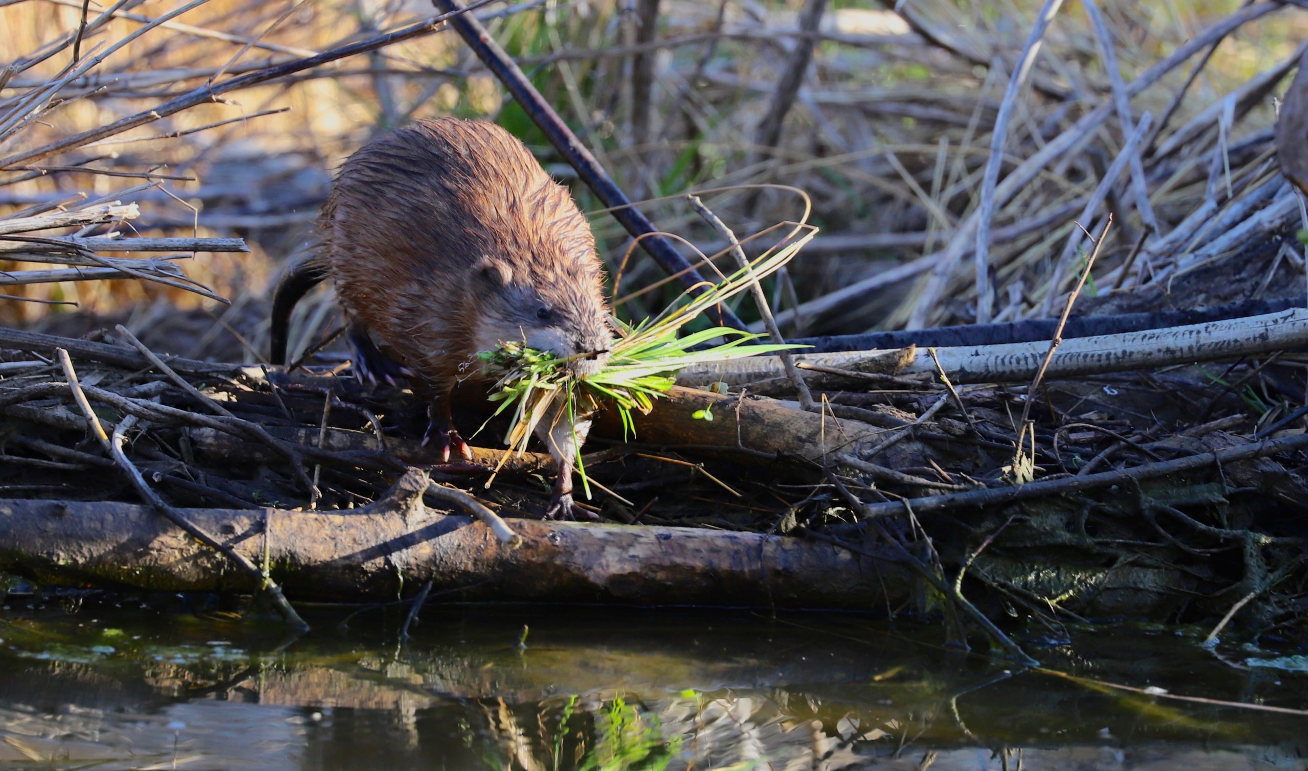 Living with Wildlife