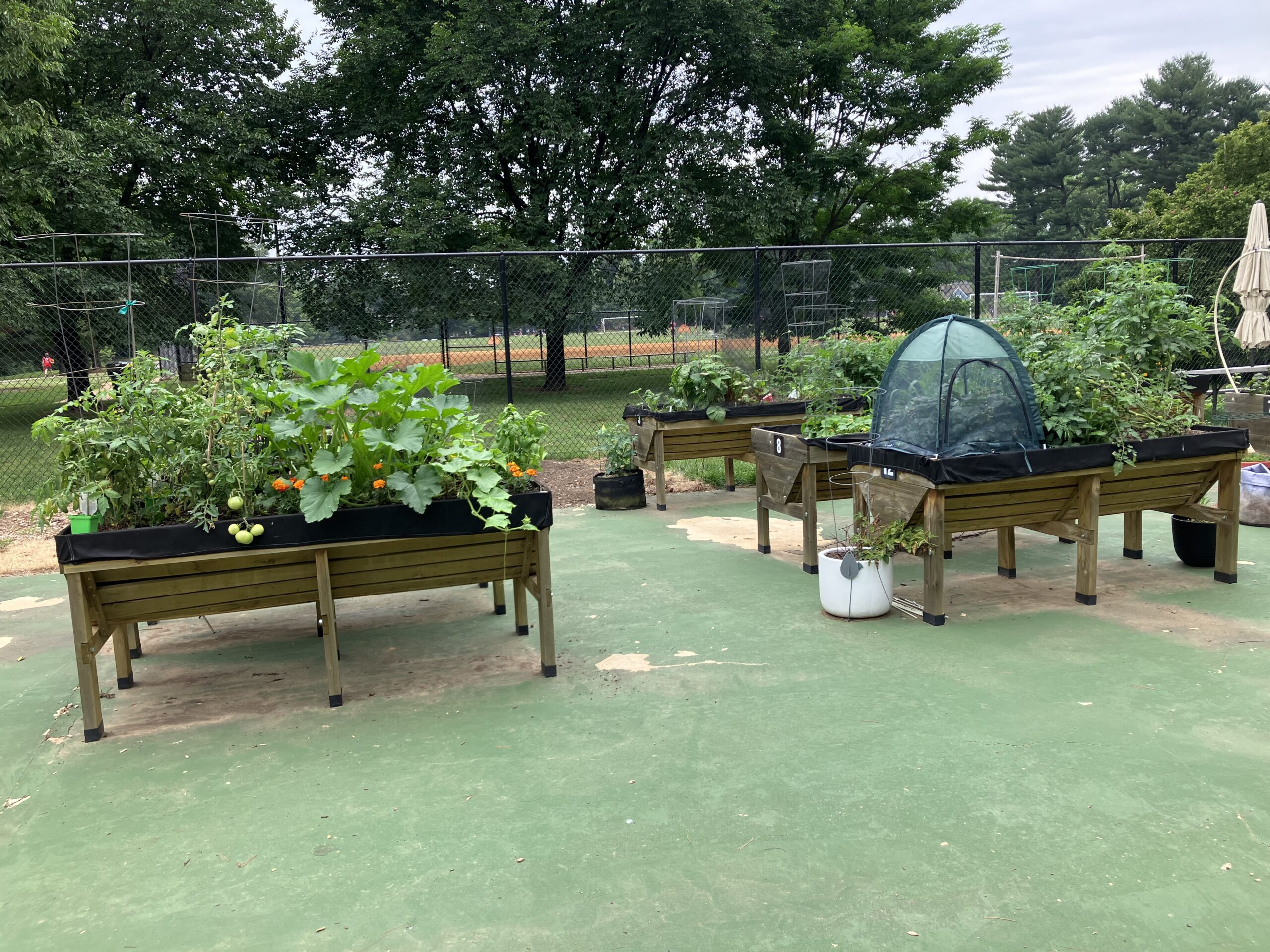 Accessible gardening tables at Nolte Community Garden