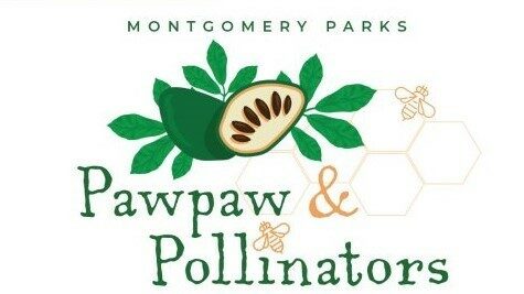 Pawpaw Pollinators Logo