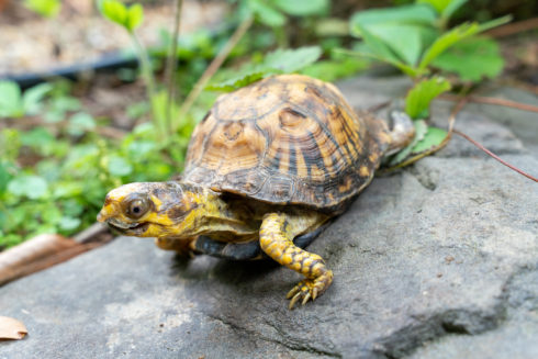 Small eastern box turtle on a rock. 