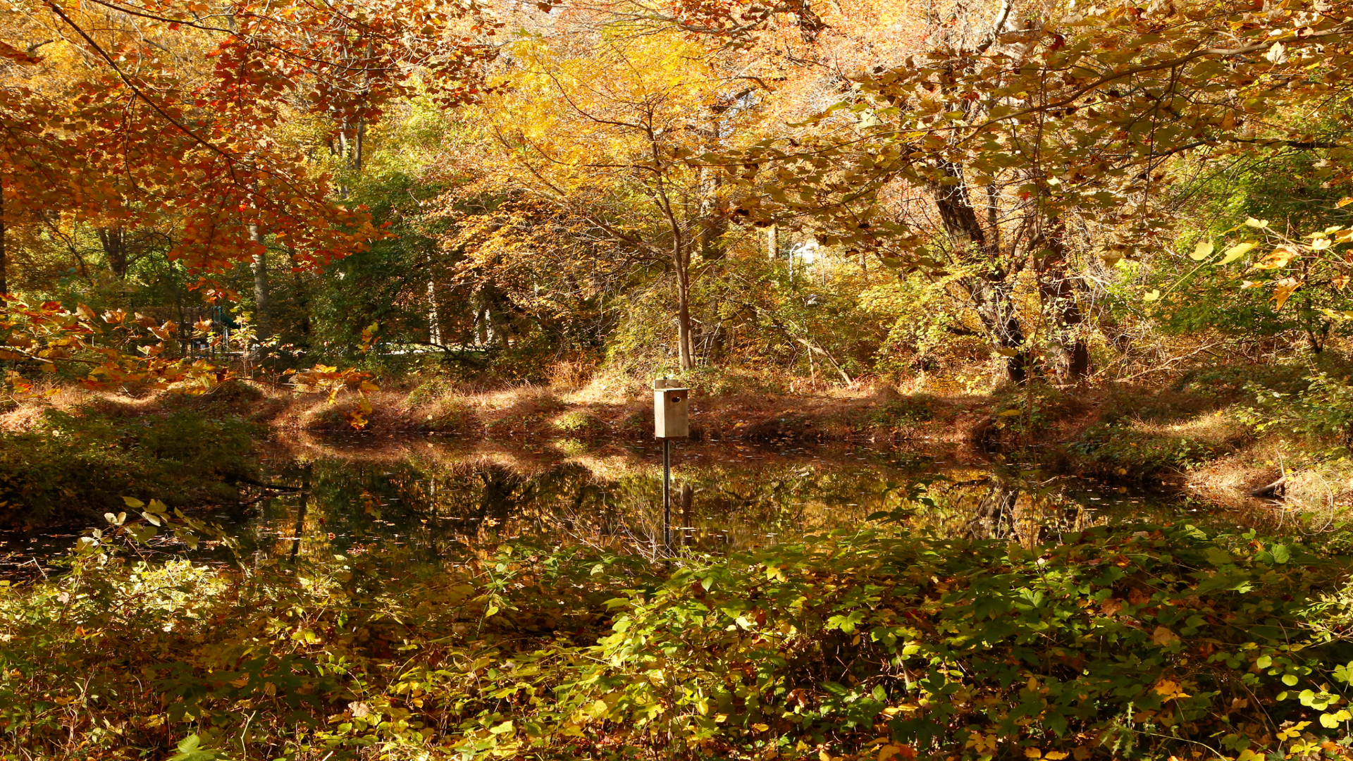 A vernal pool reflects the bright autumn colors of the maple and oak trees.