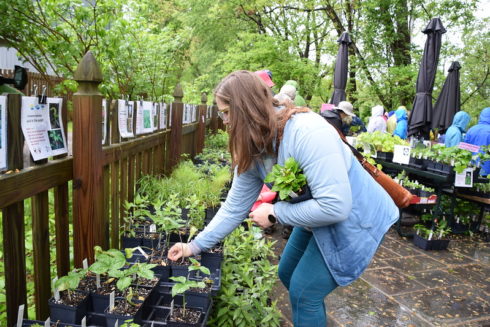 Women bends over to look at plants in tray at Fall Native Plant Sale at Locust Grove Nature Center.