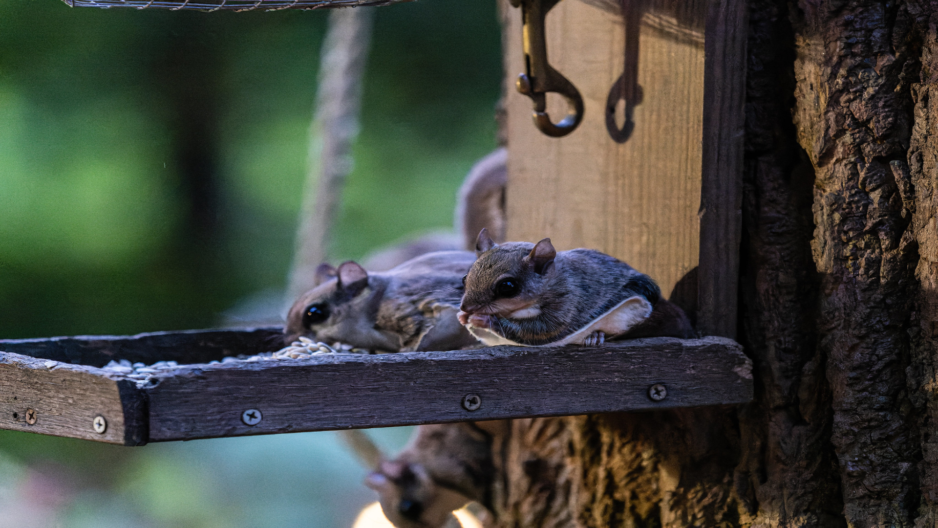 Two flying squirrels eat sunflower seeds on a hanging feeder.