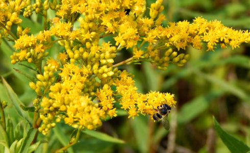 A bee on a goldenrod flower.