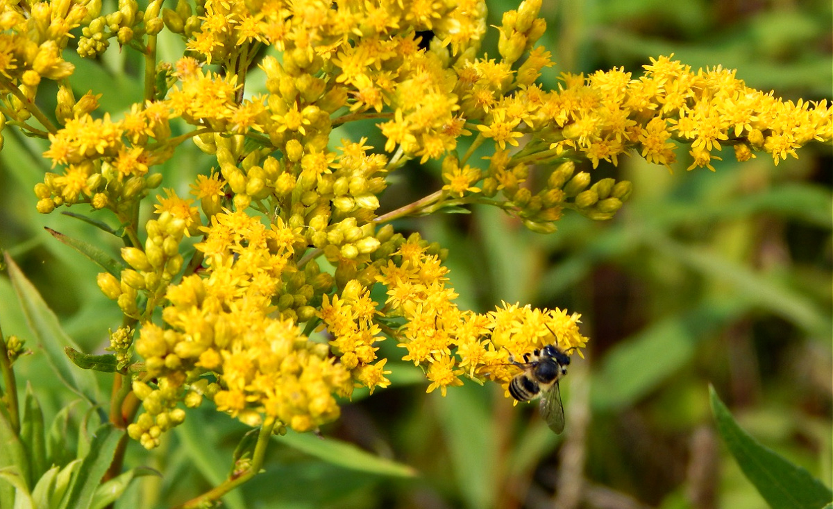Bee and Goldenrod-Pollinator and flower 