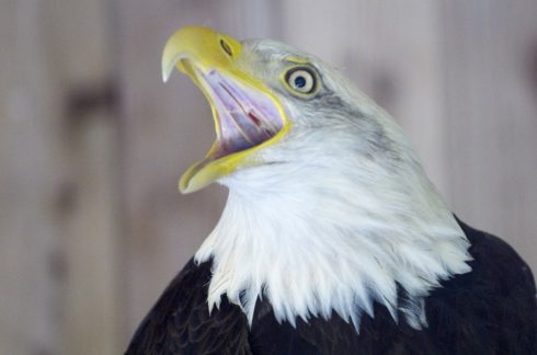 Bald eagle with mouth open