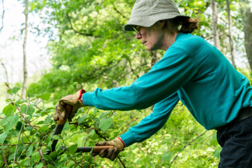 Volunteer cuts plants