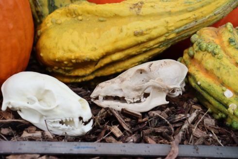 Two plastic skulls sit on wood chips surrounded by gourds.