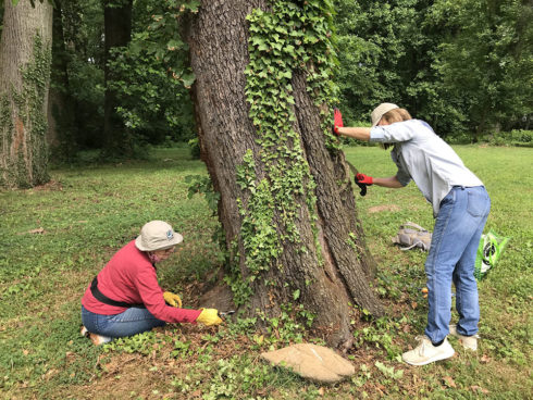 Volunteers cutting weeds