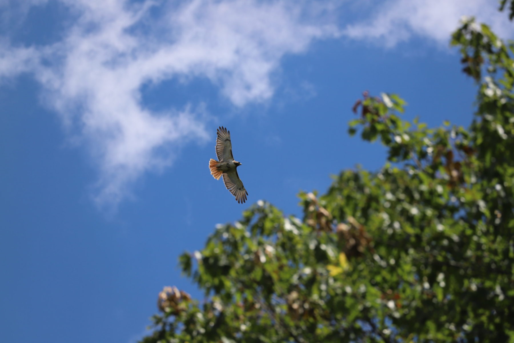 redtail hawk, flying in the sky