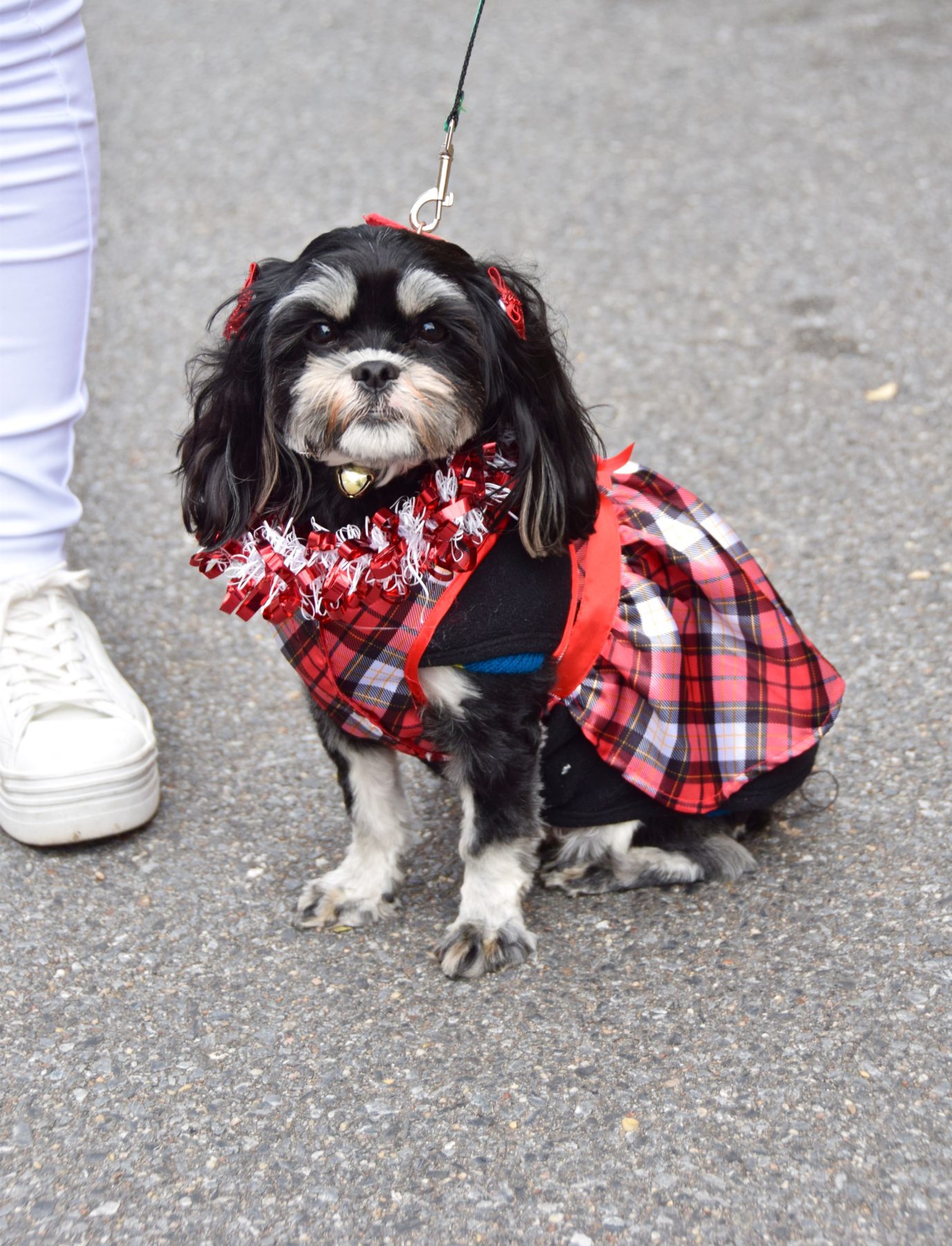 Shih Tzu dog wearing tartan print dog cape