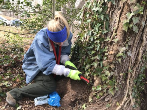 Volunteer saws a window in a large English ivy vine