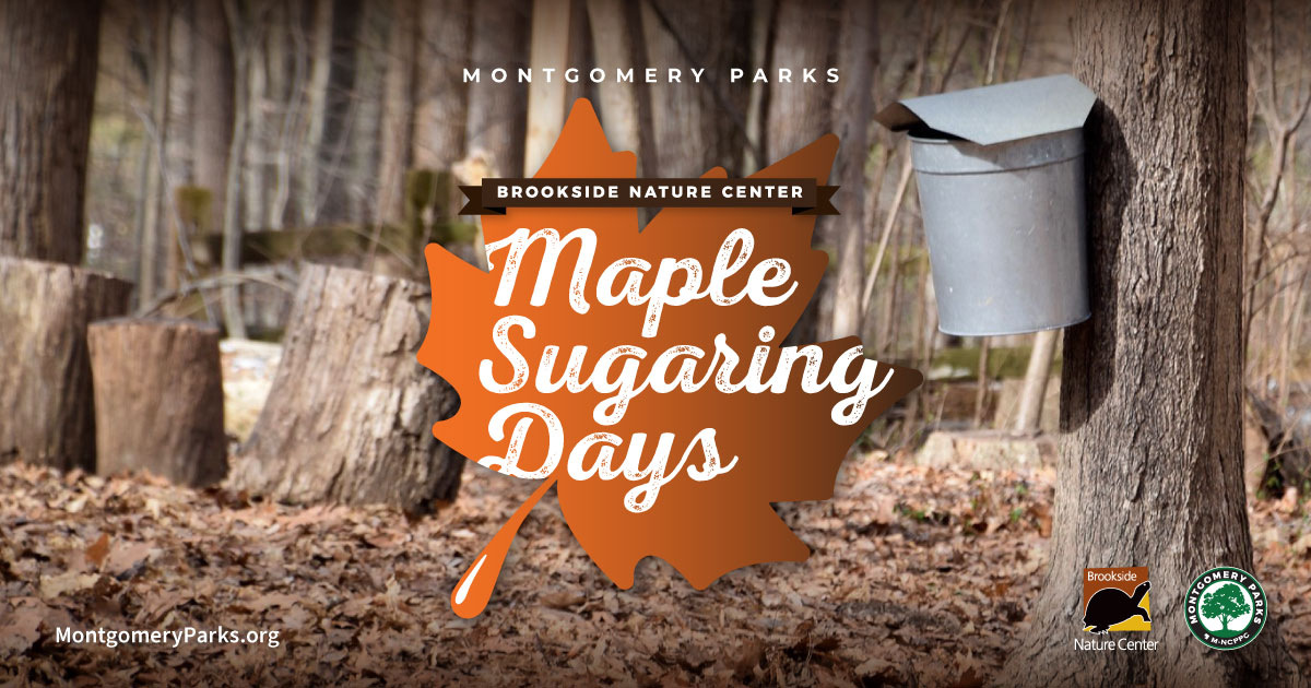 Maple Sugaring Days Graphic