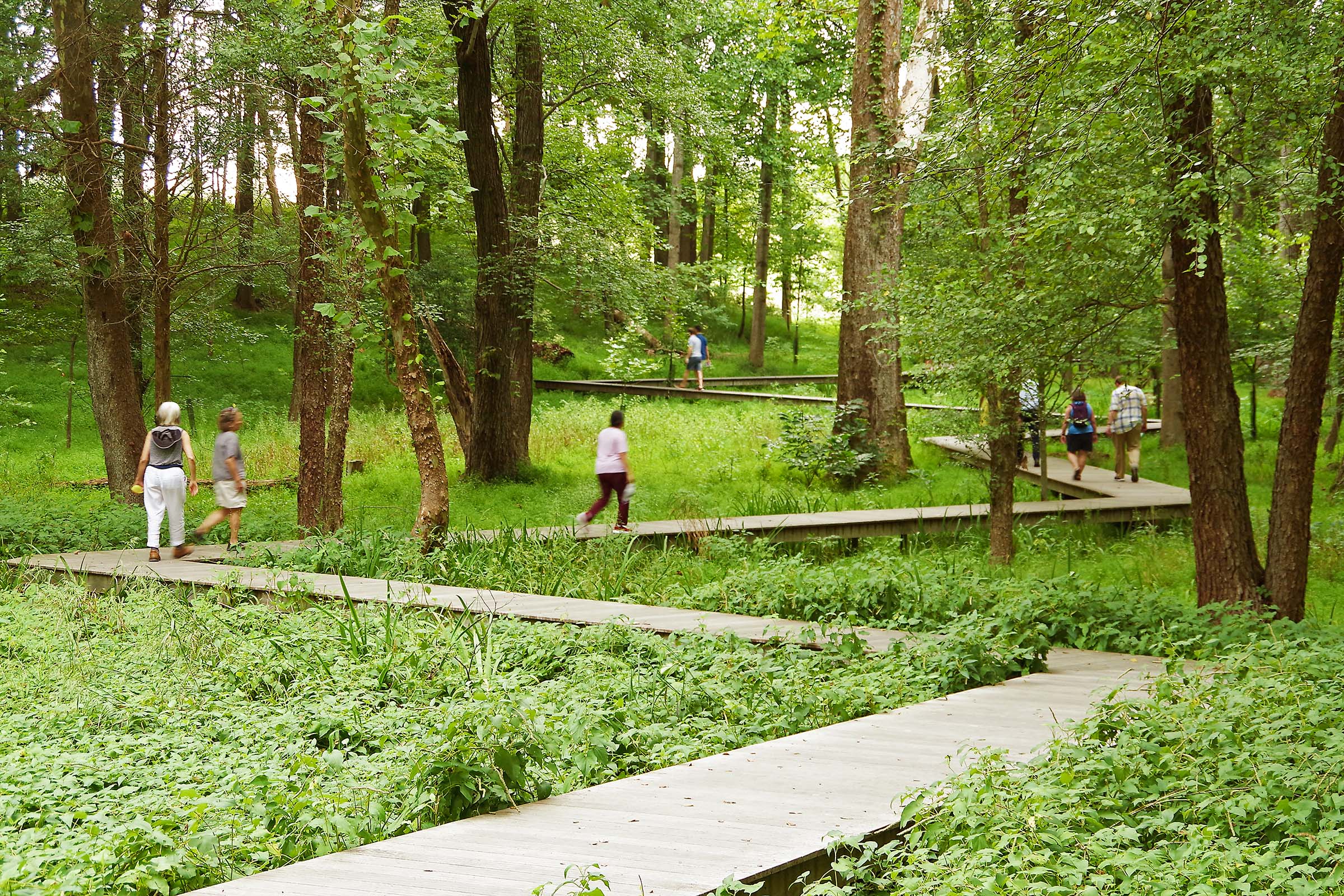Wooden boardwalk criss crossing through a forest at Glenstone Museum