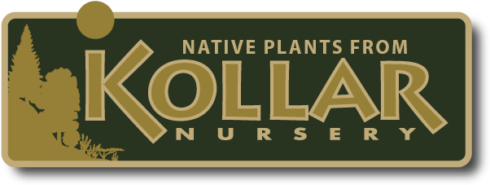 Native Plants from Kollar Nursery - company logo