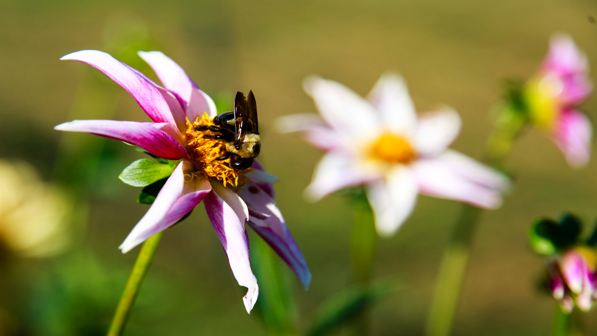 A bumble bee collects nectar and pollen from a dahlia in bloom.