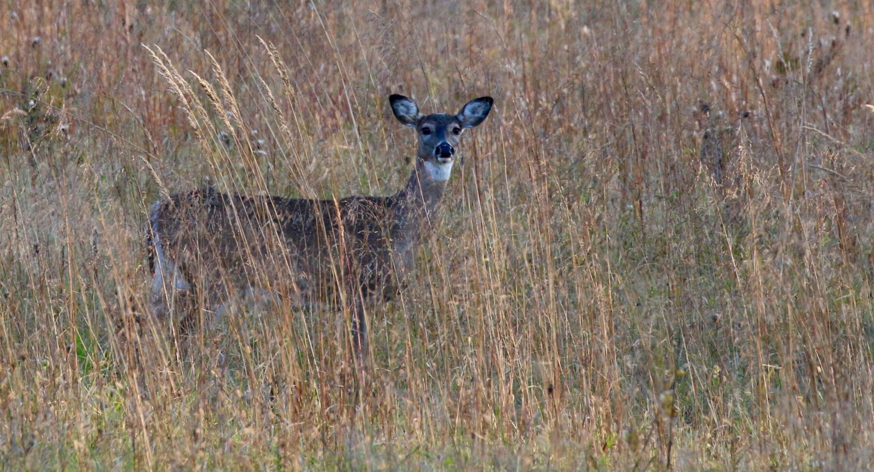 Female white-tailed deer standing in a field