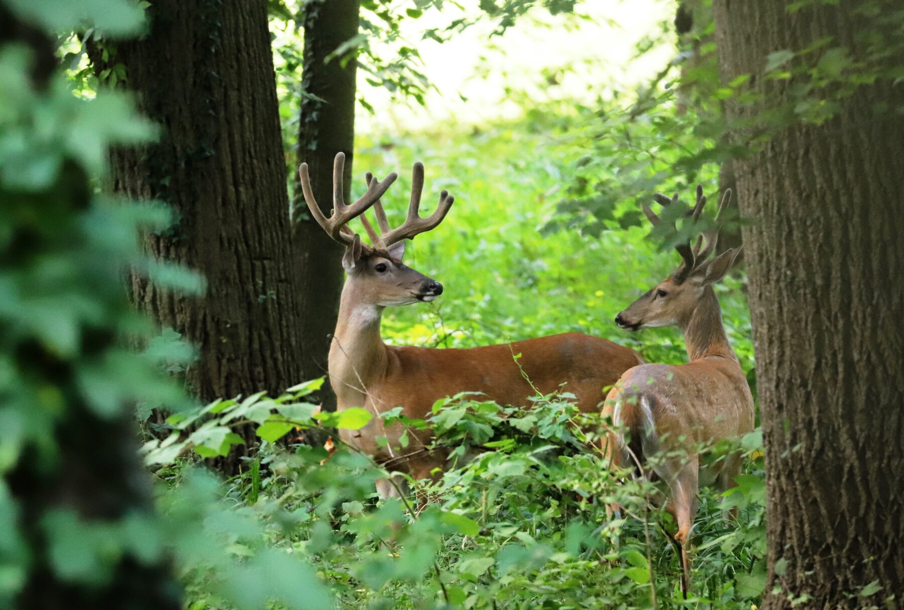 Two male White-tailed Deer Bucks standing in vegetation