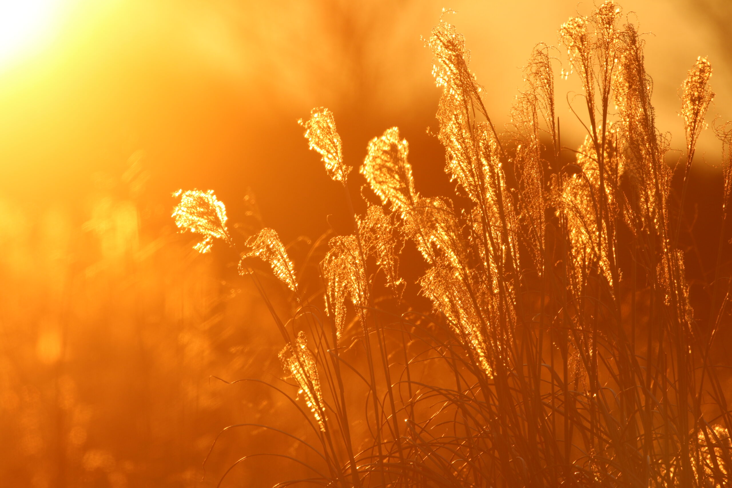 Wildlife Emergencies & Complaints Montgomery Parks