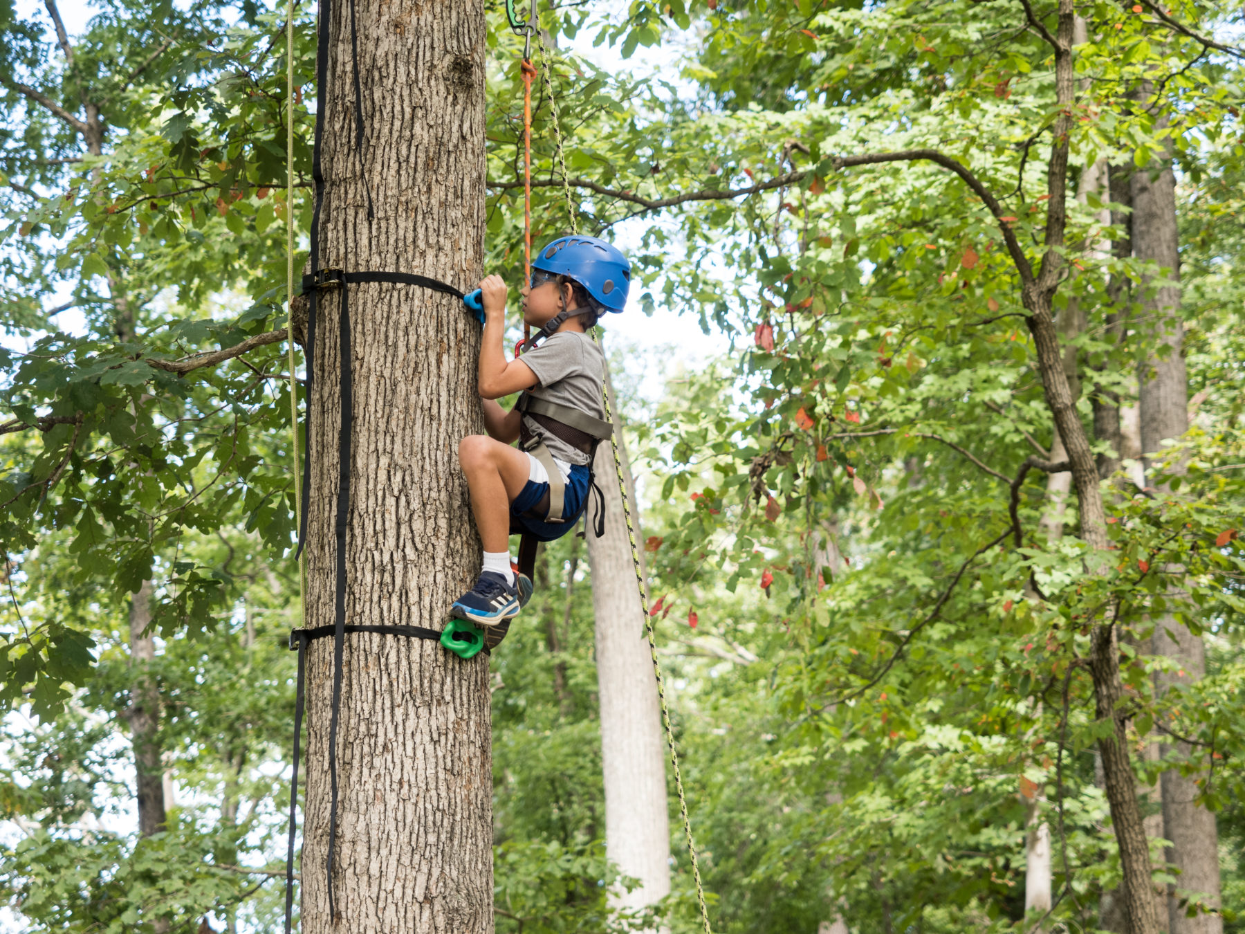 Child in harness climbing a tree.
