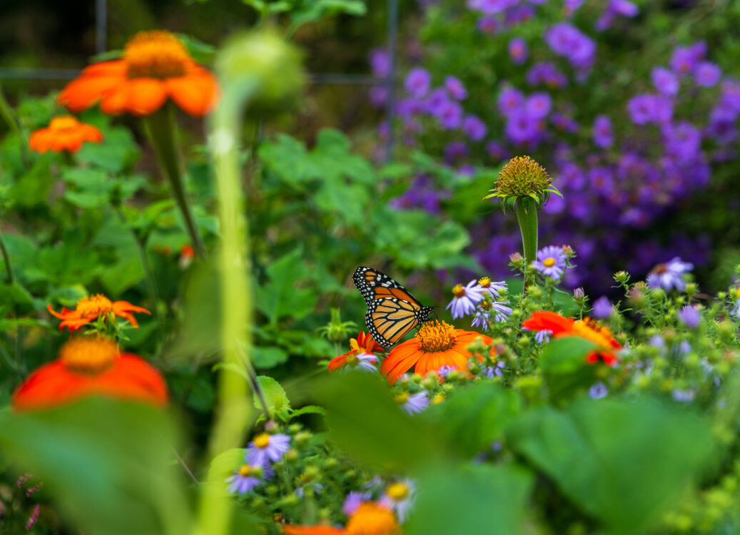 garden of flowers and a monarch butterfly