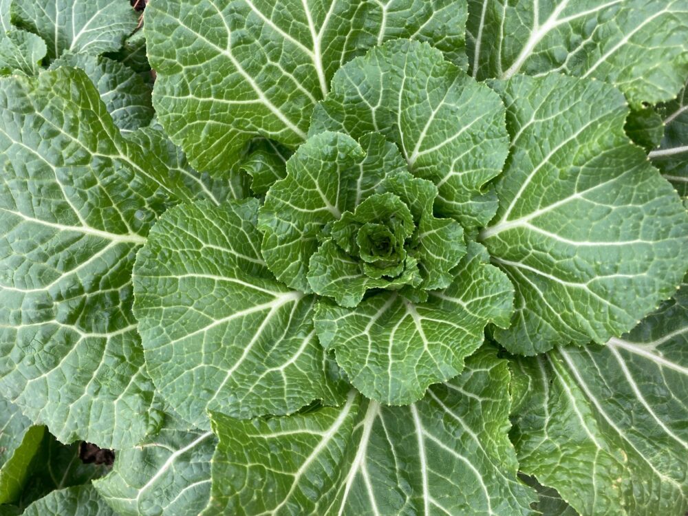 Napa cabbage grown at Pope Farm for the Grown@Pope project.