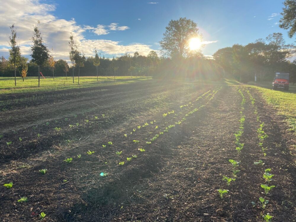 Seedlings at Grown@Pope in Fall 2021.