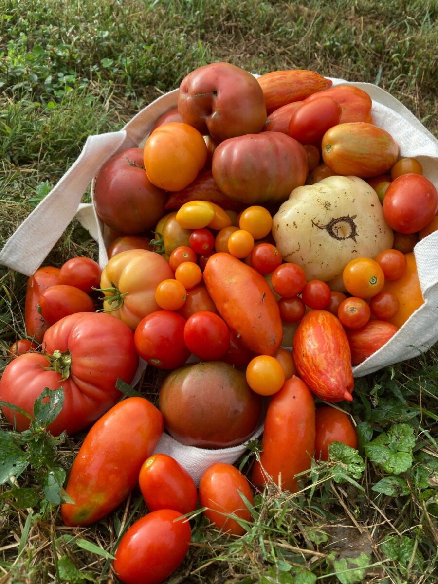 Tomatoes of all shapes and sizes harvested from Grown@Pope