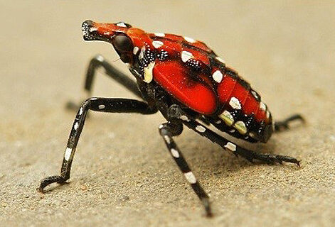 spotted lanternfly, an invasive species