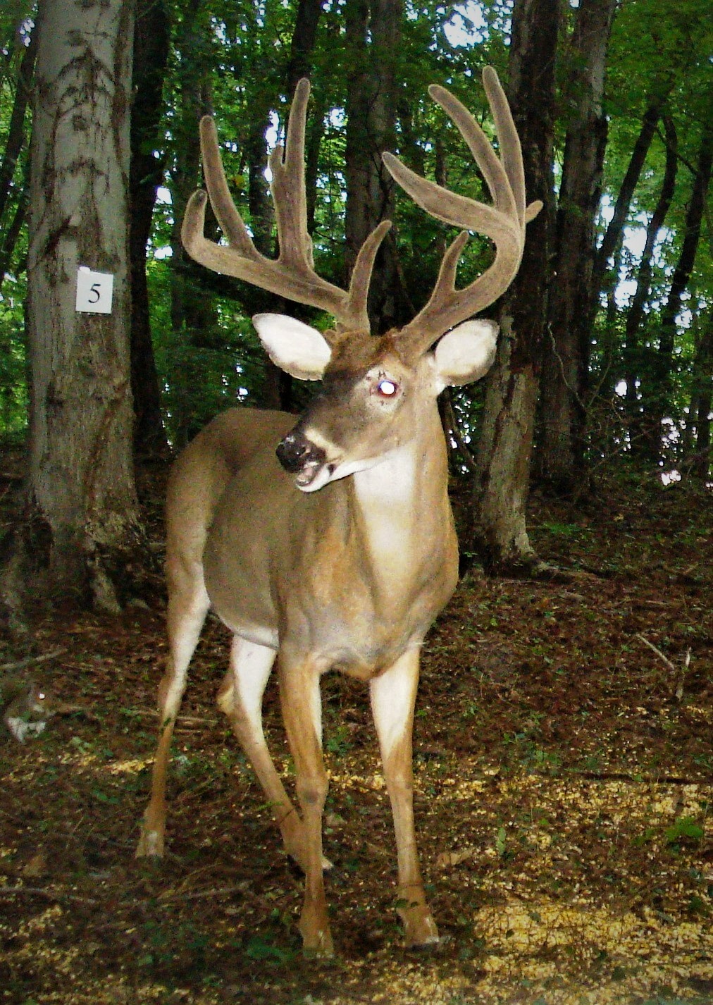 Antlered White-tailed Deer